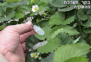פיתוח ישראלי מקורי לחקלאות ולגינון: הצמח שותה לבד כשהוא צמא
